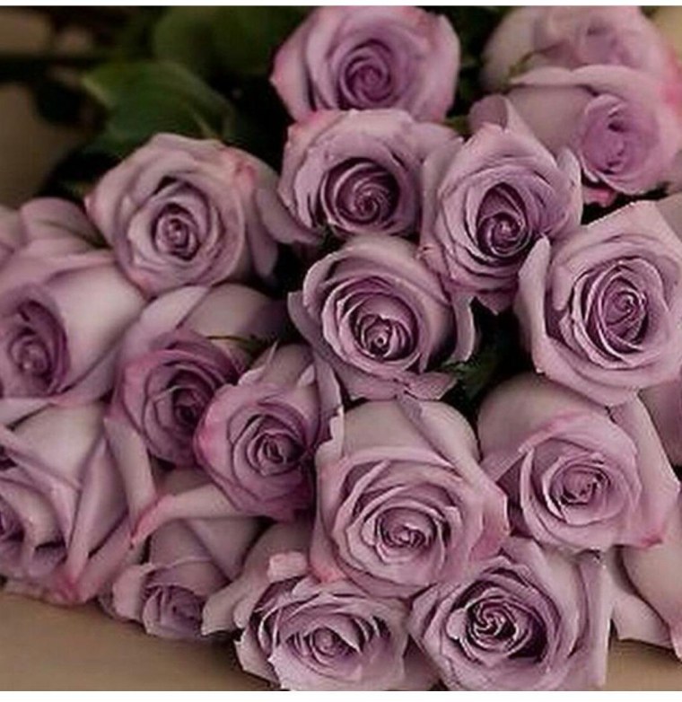 Пепельная роза