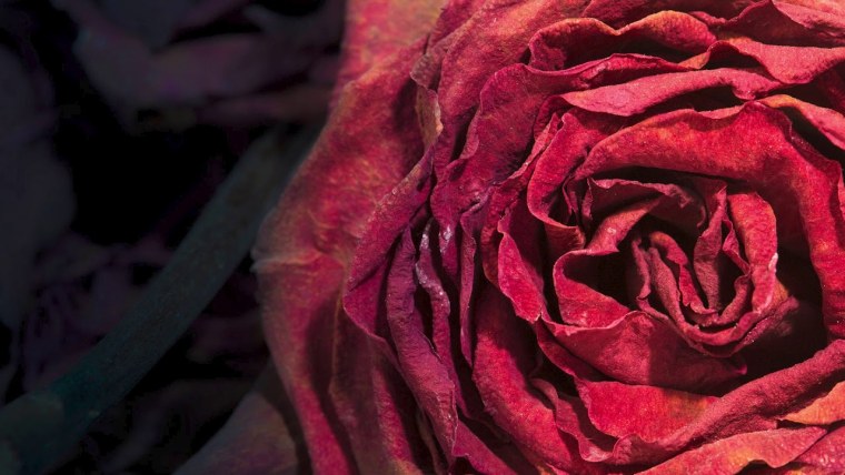 Розы мертвого цвета