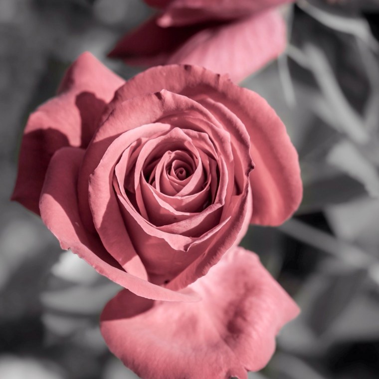 Пыльная роза