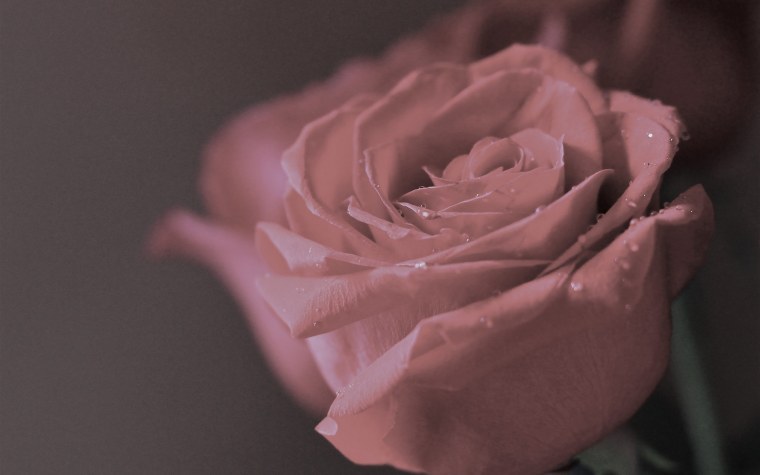 Цвет увядшей розы фото