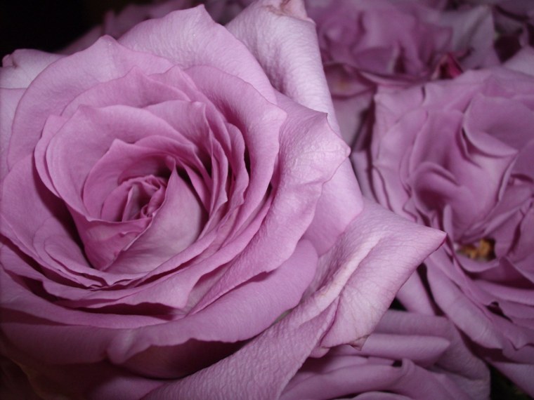 Пепельная роза