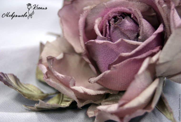 Пыльно пудровые розы сорта