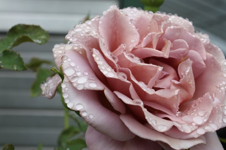 Дымчатая роза