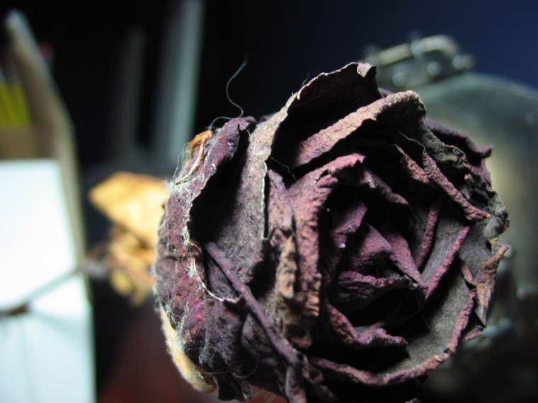 Сгнившая роза