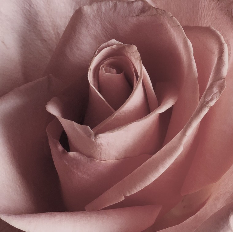 Пепел розы оттенки