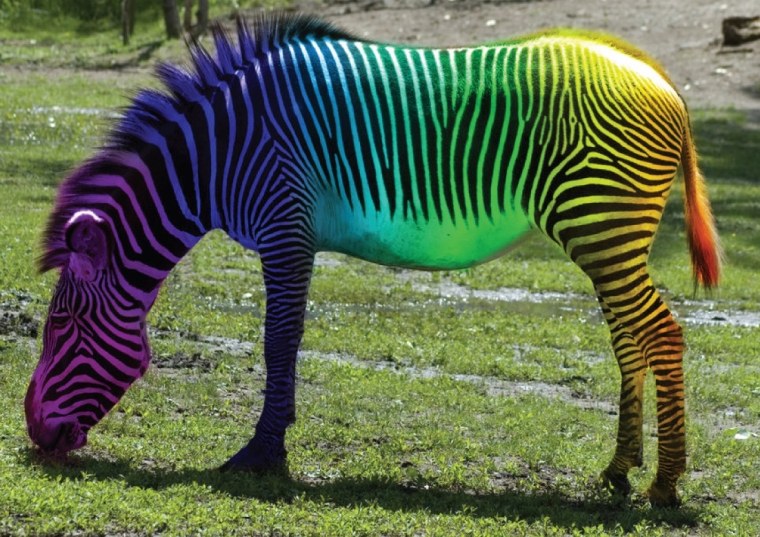 Разноцветная Зебра