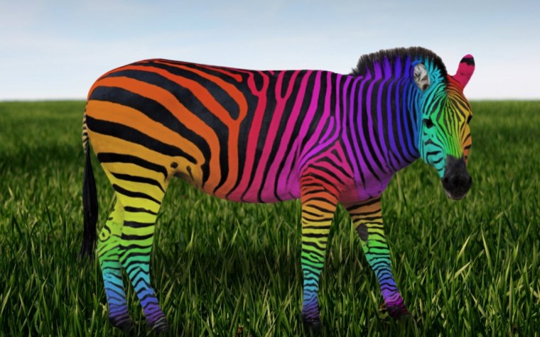 Радужная Зебра