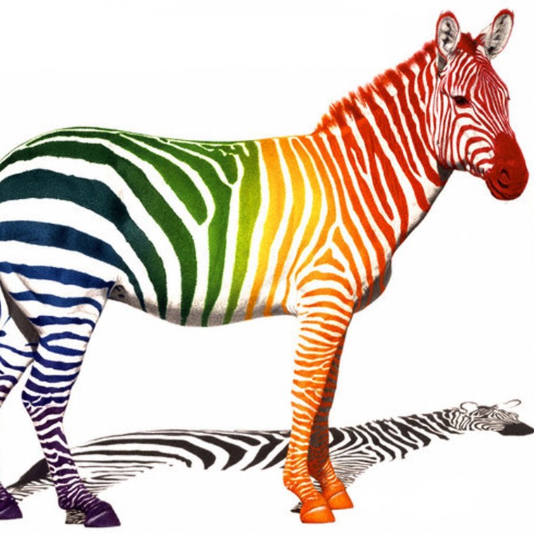 Зебра с цветными полосками