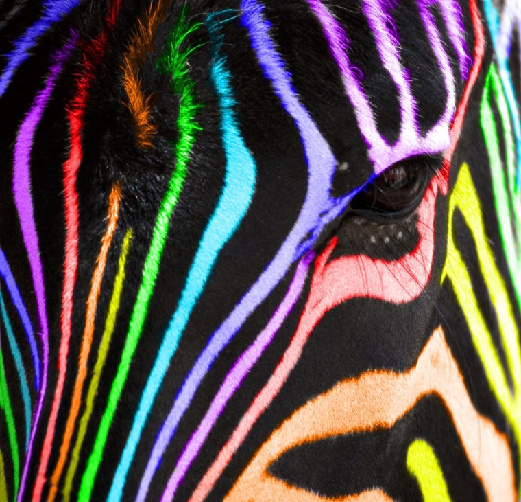 Радужная Зебра фото