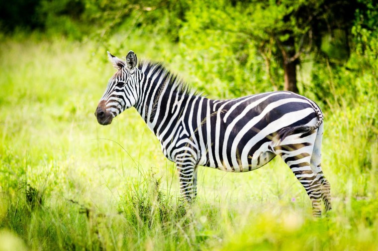 Полосатые животные