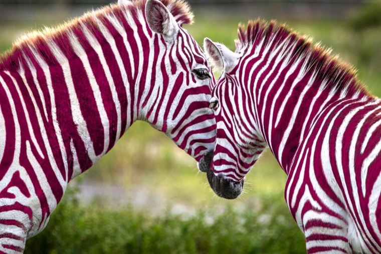 Зебра в клеточку животное