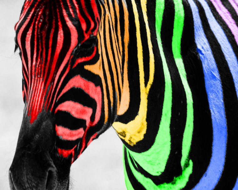 Разноцветная Зебра