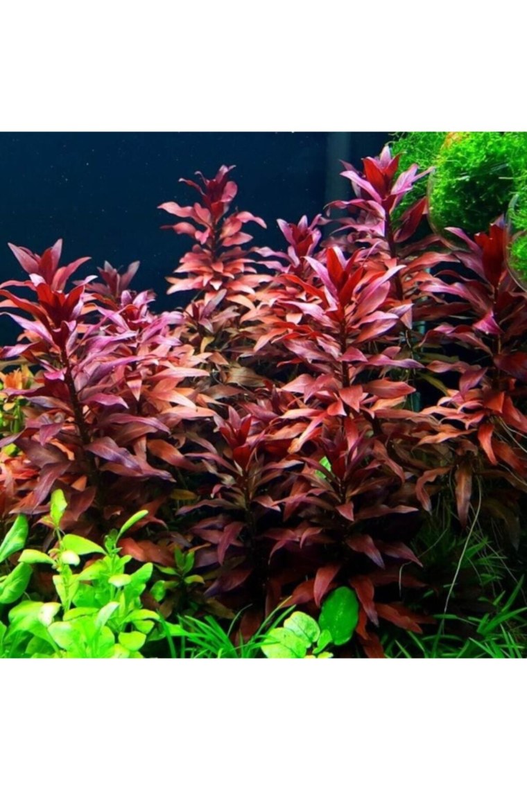 Людвигия грандулоза