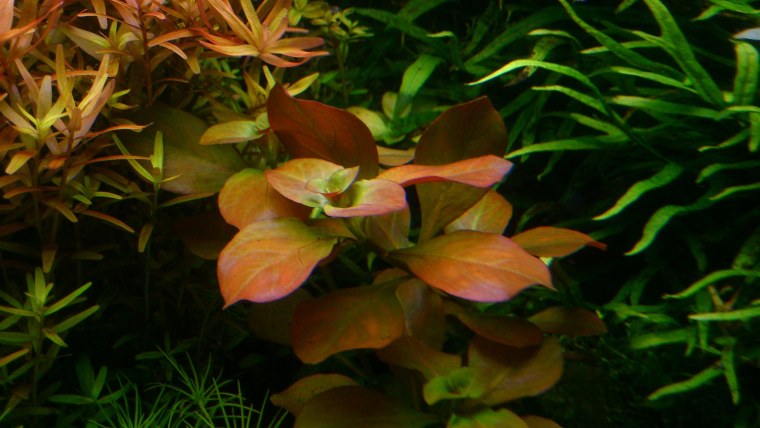 Людвигия Репенс