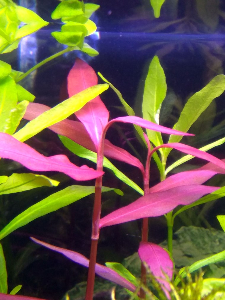 Людвигия палюстрис