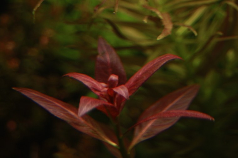 Людвигия Перуанская Даймонд