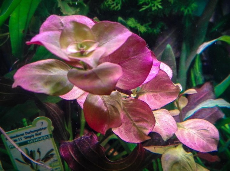 Ludwigia ovalis Pink