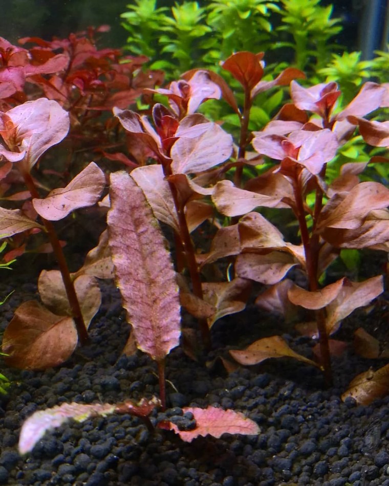 Людвигия Браун