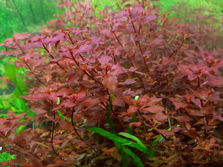 Людвигия палюстрис