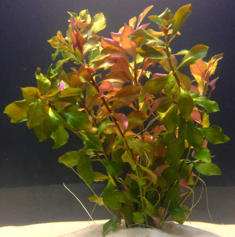 Людвигия ползучая