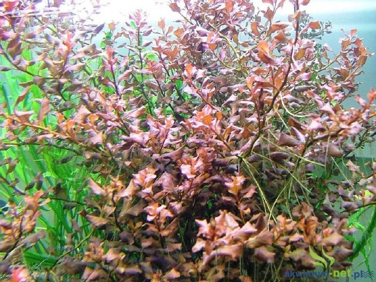 Людвигия Овалис аквариумное растение