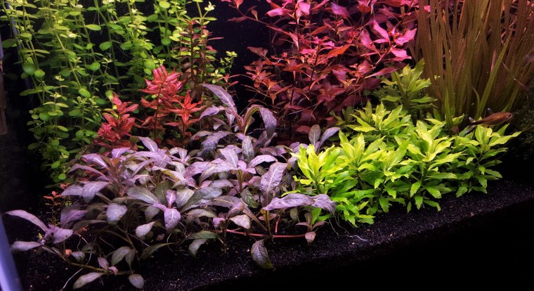 Стаурогин пурпурный