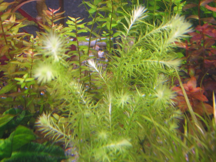 Майака Сантарем