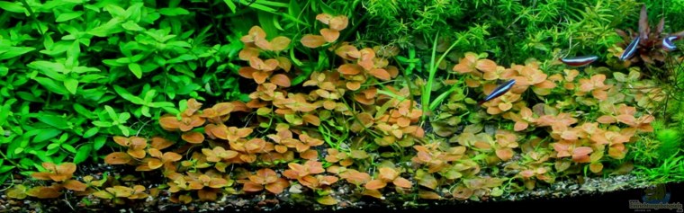 Людвигия овальная (Ludwigia ovalis)