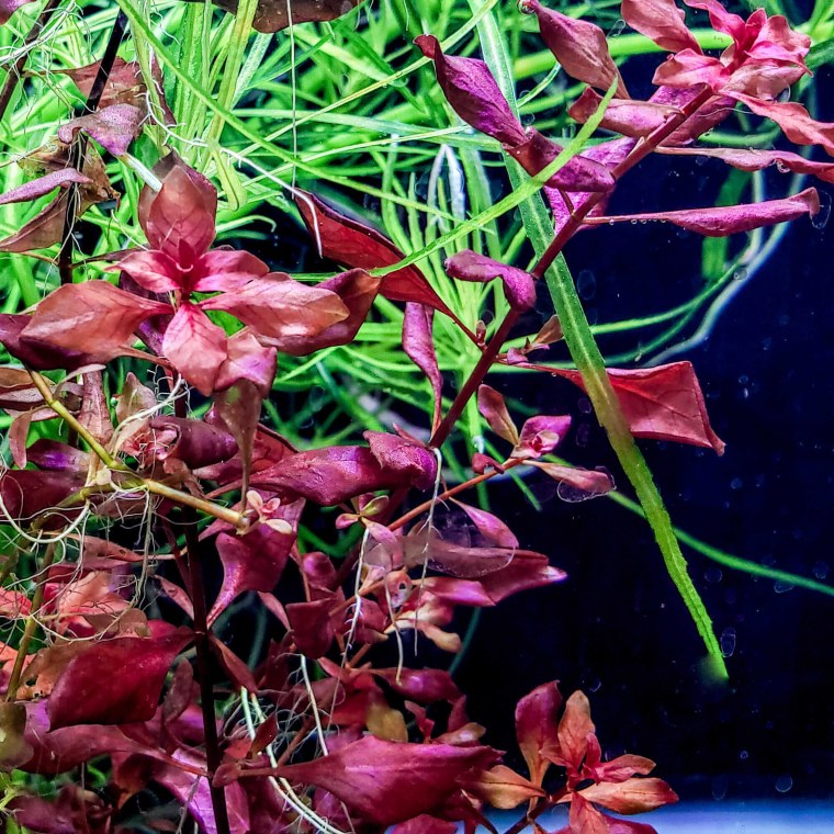 Людвигия палюстрис (Болотная) красная