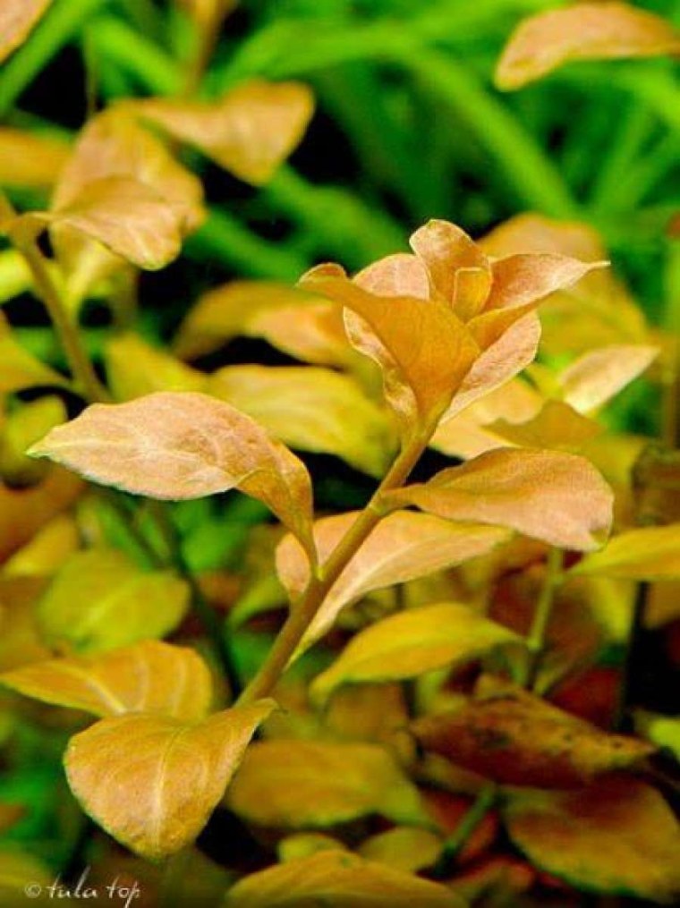 Людвигия овальная (Ludwigia ovalis)