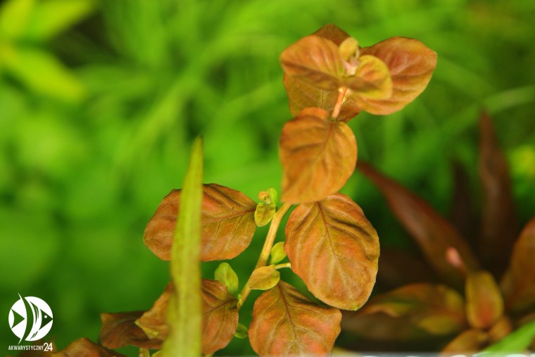 Людвигия овальная (Ludwigia ovalis)
