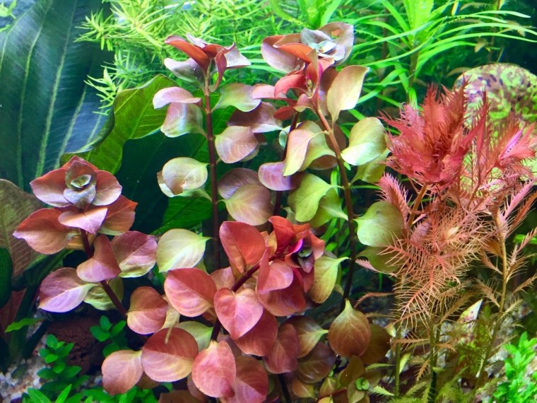 Людвигия круглолистная