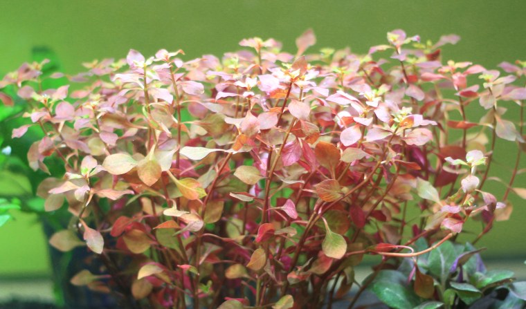 Людвигия ползучая Репенс