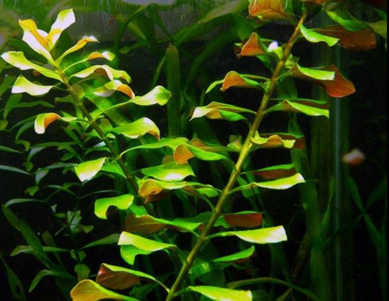 Людвигия Акватика