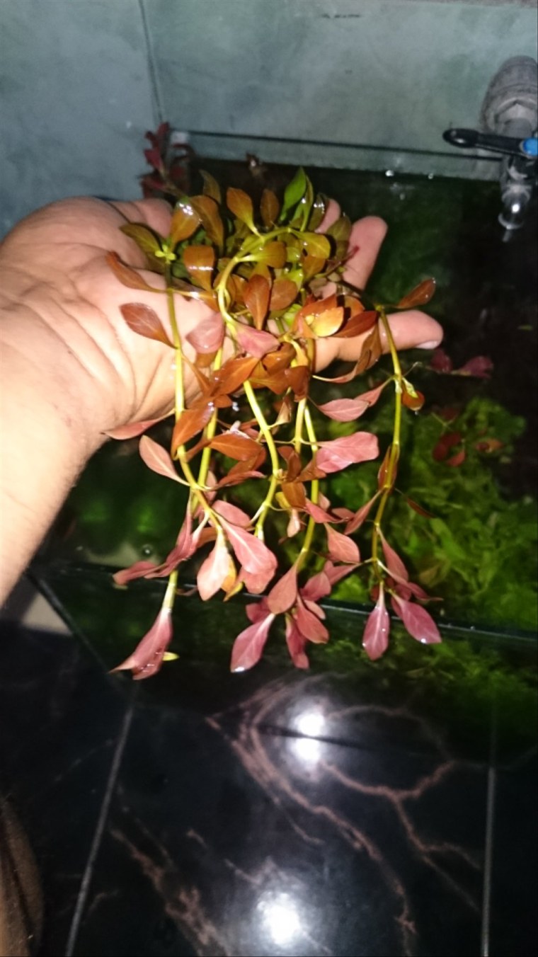 Людвигия стебель чернеет