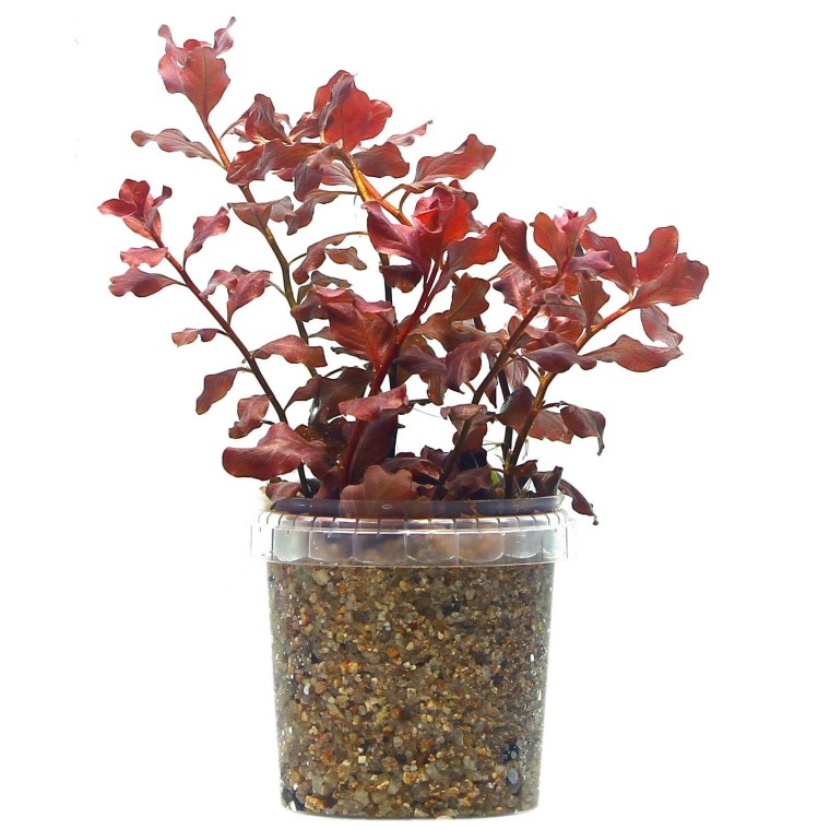Людвигия овальная (Ludwigia ovalis)