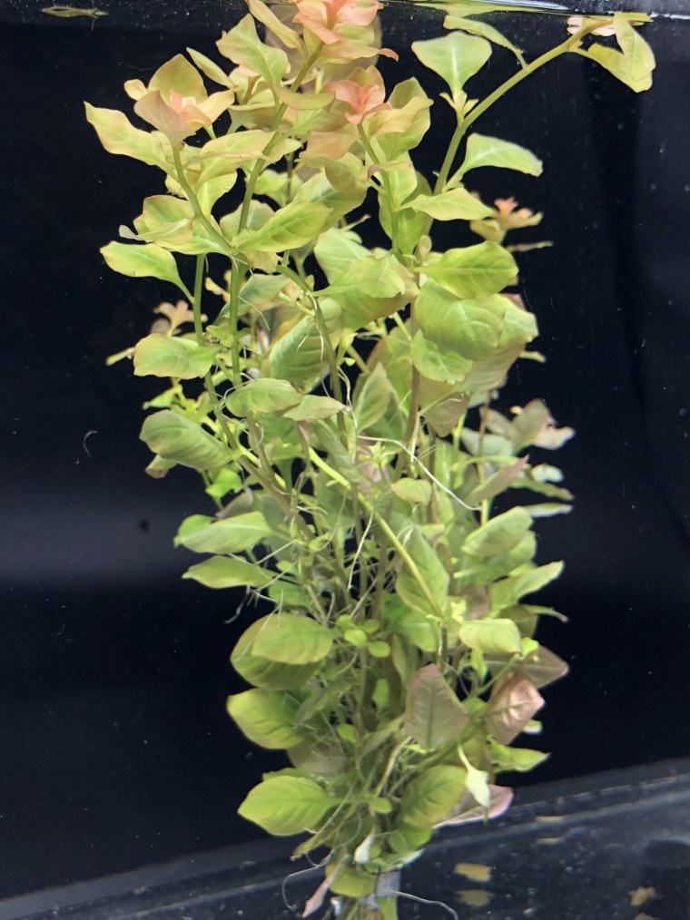 Людвигия Овалис