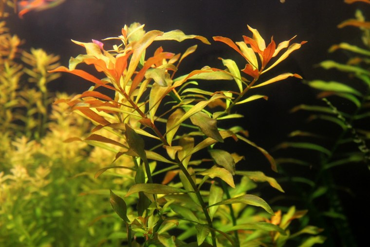 Людвигия Болотная ползучая