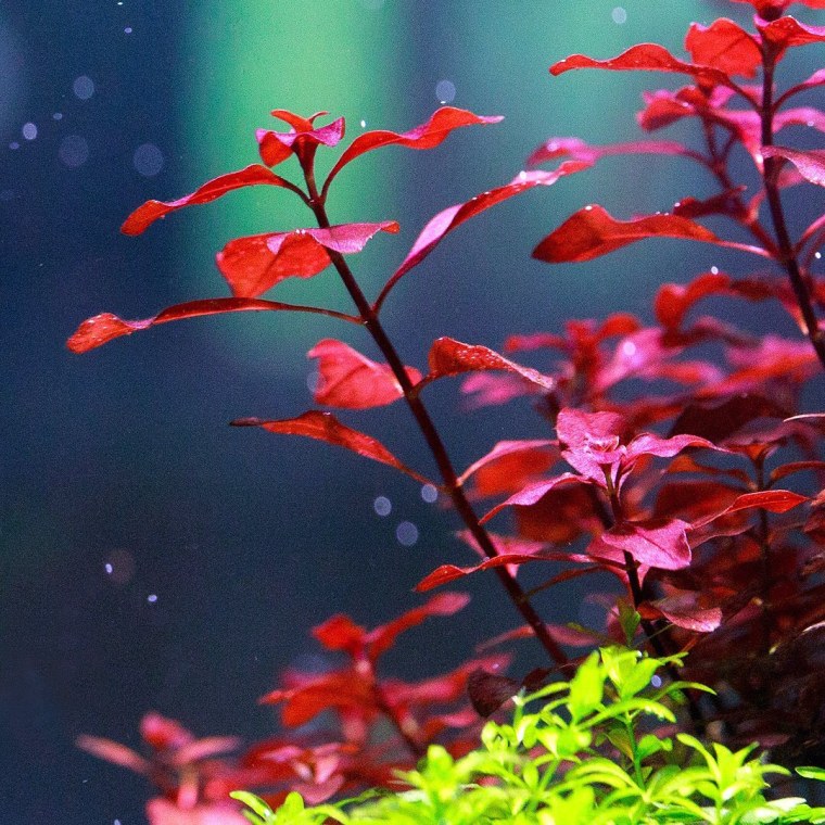 Людвигия ползучая Репенс