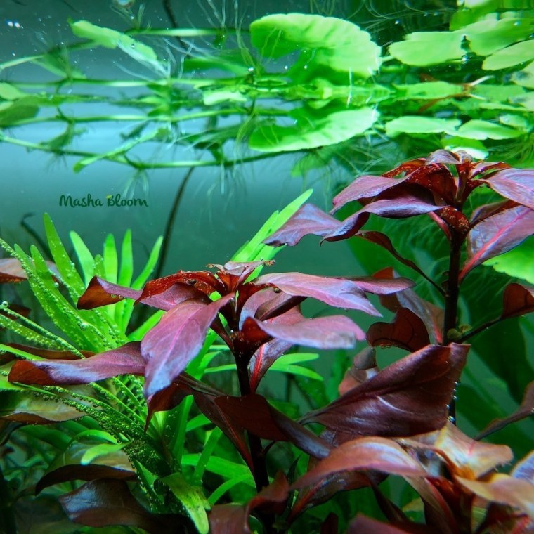 Людвигия Репенс