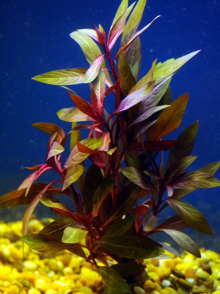 Людвигия Перуанская Даймонд