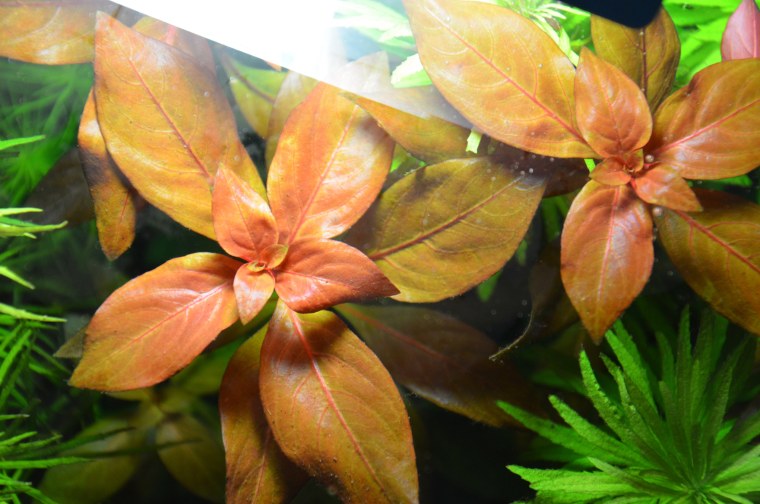 Людвигия ползучая (палюстрис)