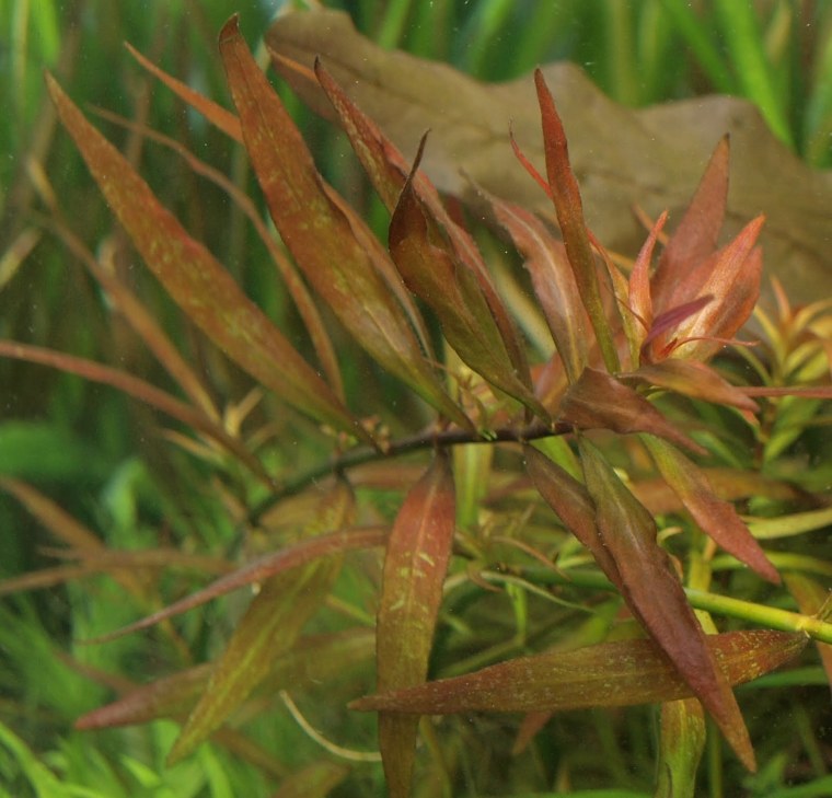 Людвигия ползучая (палюстрис)