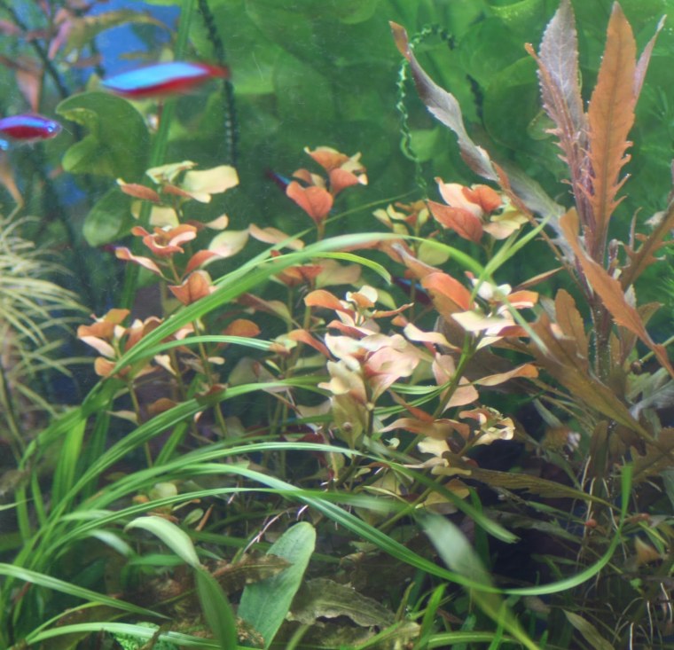 Людвигия Овалис