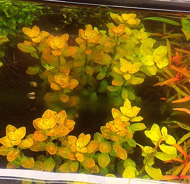 Людвигия Овалис