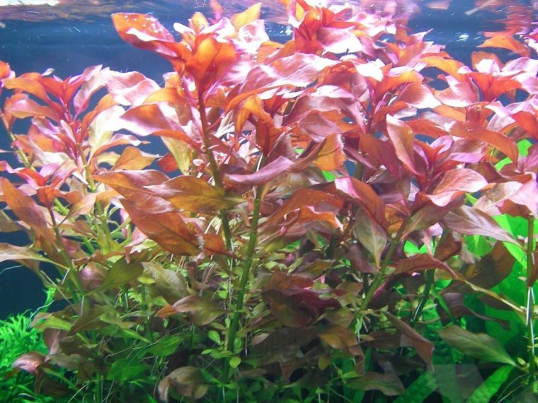 Людвигия Репенс Рубин