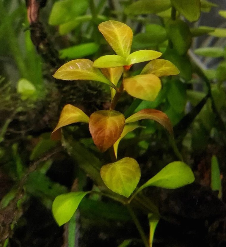 Людвигия ползучая Репенс