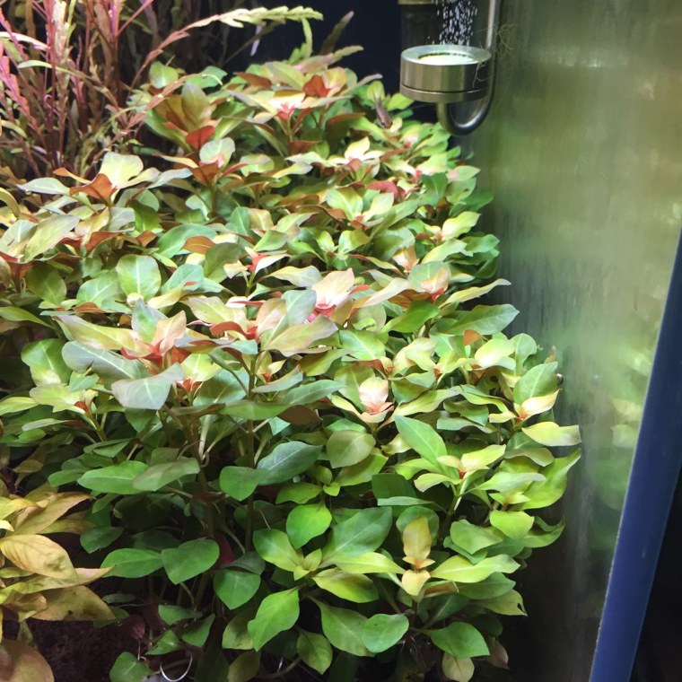Людвигия ползучая (Репенс) Ludwigia repens, пучок