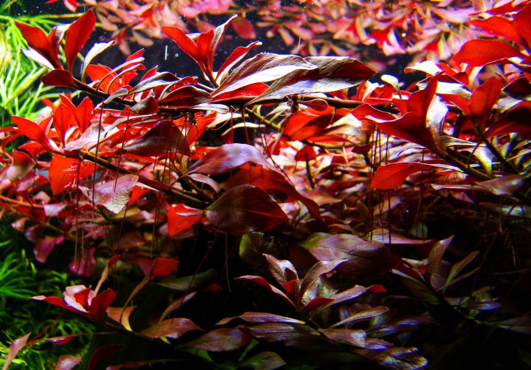 Людвигия палюстрис аквариумное