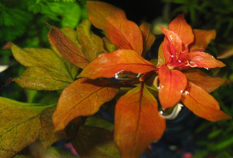 Людвигия ползучая аквариумное